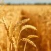 Wheat