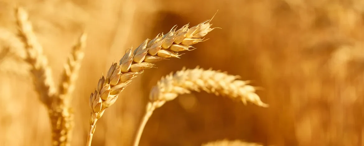 field-with-spikelets-close-up-background-with-wheat-spikelets