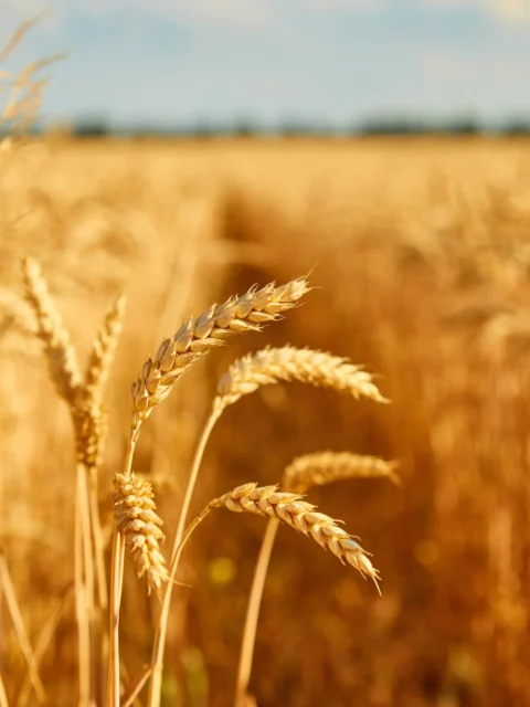 field-with-spikelets-close-up-background-with-wheat-spikelets