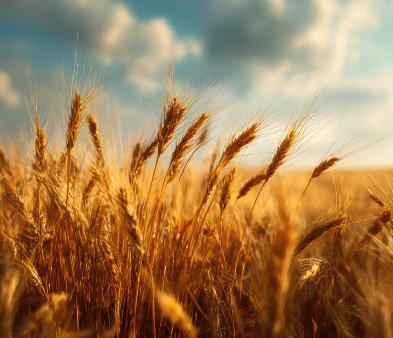 wheat-background wheat-background
