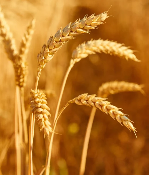 wheat-image